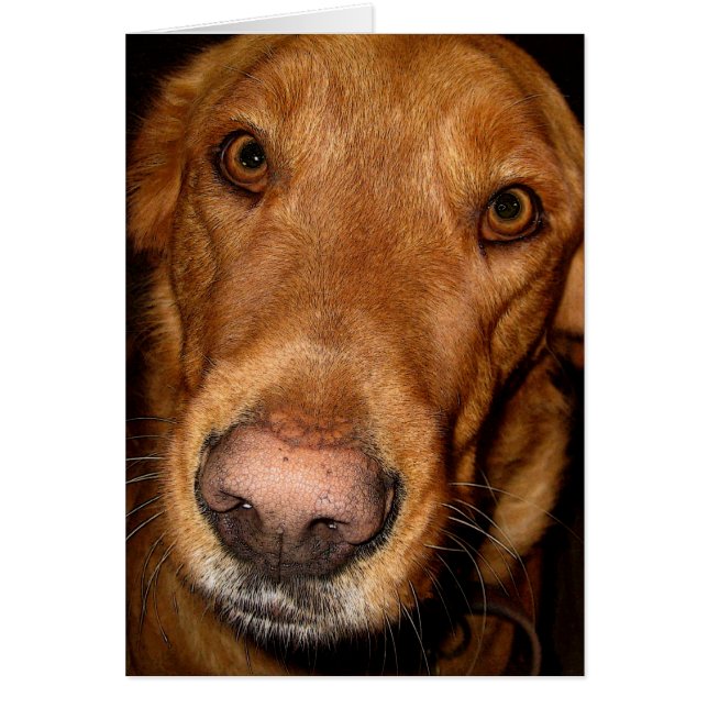 chanceux II (Devant)