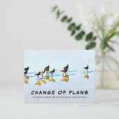 Changement de plan Sandpipers sur la carte postale (Debout devant)