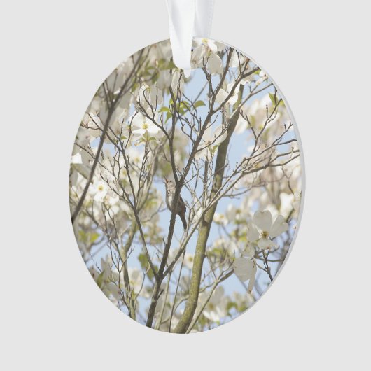 Chanson dans le Dogwood (devant)