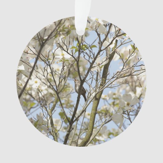 Chanson dans le Dogwood (devant)