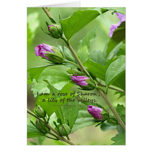 Chanson de Salomon 2:1 (Devant)