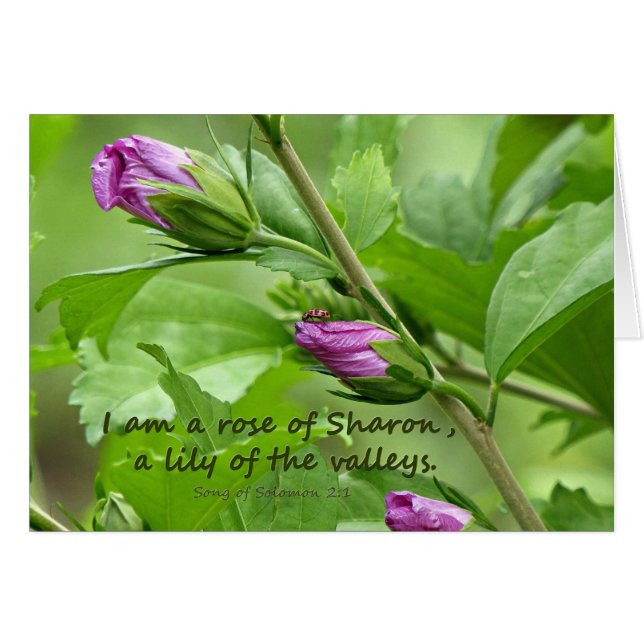 Chanson de Salomon 2:1 (Devant horizontal)