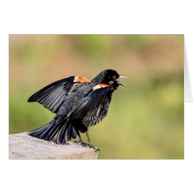 Chant de Blackbird à ailes rouges (Devant horizontal)
