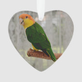 Chanter Caique Parrot à ventre blanc (devant)