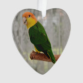 Chanter Caique Parrot à ventre blanc (devant)