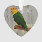 Chanter Caique Parrot à ventre blanc (dos)