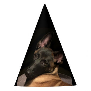 Chapeaux De Fètes Chien Malinois belge