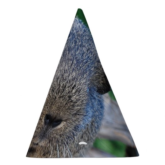 Chapeaux De Fètes Cobaye (Droite)