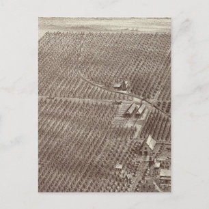 Chapin Fruit Ranch Briefkaart