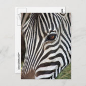 Chapman's Zebra Postcard Briefkaart (Voorkant / Achterkant)