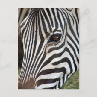 Chapman's Zebra Postcard Briefkaart