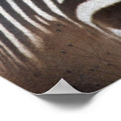Chapmans Zebra Poster (Hoek)