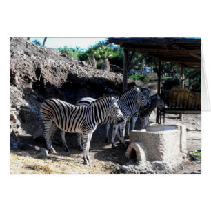 Chapmans Zebras