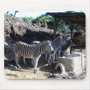 Chapman's zebra's muismat