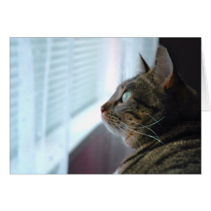 Chaque Kitty contemple dehors