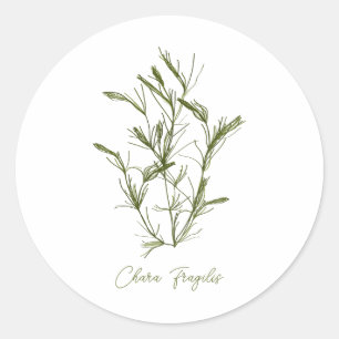 Chara Fragilis Zee-Geïnspireerd  Ronde Sticker