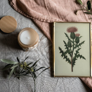 Chardon From Flowers and Ferns of America Poster