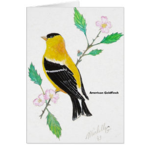 chardonneret d'americam, chardonneret américain