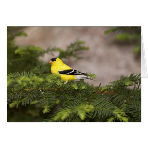 Chardonneret jaune mâle dans un arbre