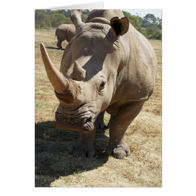 Chargement Rhino (Devant)