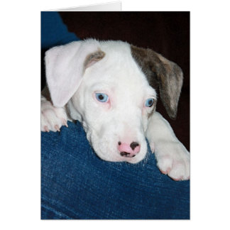 Chari Le Chiot Catahoula