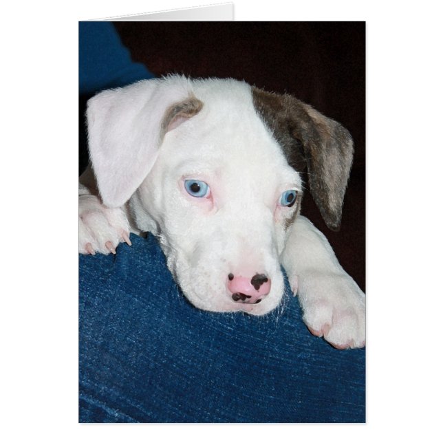 Chari The Catahoula Puppy (Voorkant)