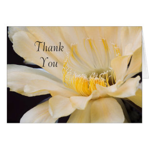 Charlemagne Echinopsis en Merci fleuri