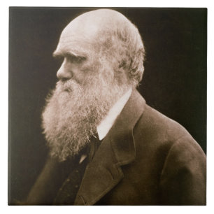 Charles Darwin (1809-82) (foto) Tegeltje