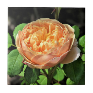 Charles Darwin Roos, geel tot wit Tegeltje