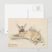 Charles Hamilton Smith - African Wild Dog Briefkaart (Voorkant / Achterkant)