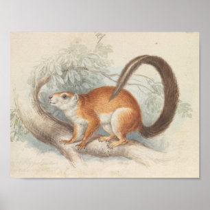 Charles Hamilton Smith - Duvaucel's eekhoorn Poster