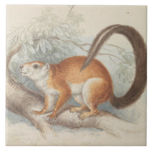 Charles Hamilton Smith - Duvaucel's eekhoorn Tegeltje