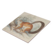 Charles Hamilton Smith - Duvaucel's eekhoorn Tegeltje (Zijkant)