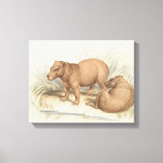 Charles Hamilton Smith - Het Capybara Canvas Afdruk (Voorkant)
