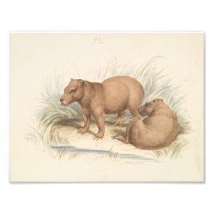 Charles Hamilton Smith - Het Capybara Foto Afdruk