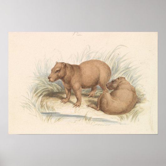 Charles Hamilton Smith - Het Capybara Poster (Voorkant)