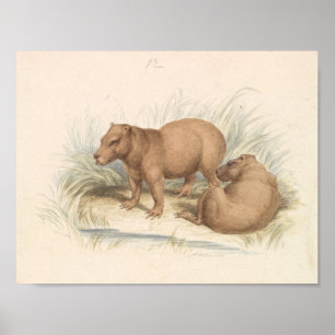 Charles Hamilton Smith - Het Capybara Poster