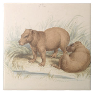 Charles Hamilton Smith - Het Capybara Tegeltje