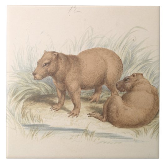 Charles Hamilton Smith - Het Capybara Tegeltje (Voorkant)