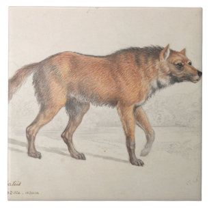 Charles Hamilton Smith - Maned Wolf Tegeltje
