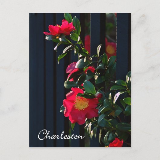 Charleston Camelia Briefkaart (Voorkant)