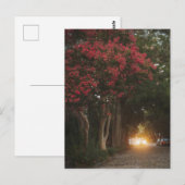 Charleston Cverkratle Myrtle Briefkaart (Voorkant / Achterkant)