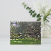 Charleston Plantation Oak Trees Briefkaart (Staand voorkant)