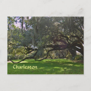 Charleston Plantation Oak Trees Briefkaart