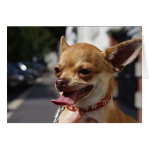 Charlie Chihuahua