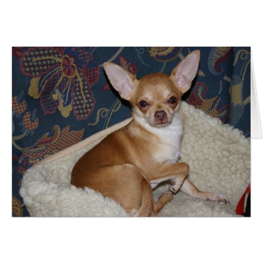 Charlie Chihuahua (Devant horizontal)