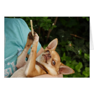 Charlie Chihuahua