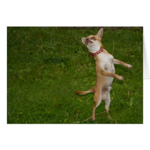 Charlie Chihuahua