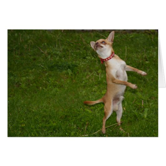 Charlie Chihuahua (Devant horizontal)