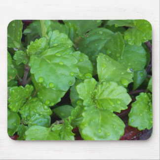 Charlie creeping muismat